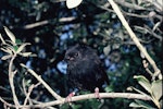 Black robin | Karure. Adult "Adrienne". Mangere Island, Chatham Islands, January 1988. Image © Alan Tennyson by Alan Tennyson.