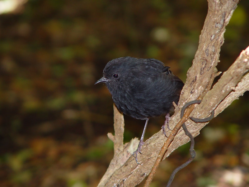 Black robin | Karure. Adult. Rangatira Island, February 2009. Image © Graeme Taylor by Graeme Taylor.