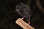 Black robin | Karure. Adult. Rangatira Island, Chatham Islands, February 2011. Image © Art Polkanov by Art Polkanov.