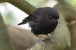 Black robin | Karure. Adult. Mangere Island, Chatham Islands, October 2020. Image © James Russell by James Russell.