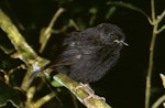 Black robin | Karure. Juvenile. Rangatira Island, Chatham Islands, February 2004. Image © Department of Conservation (image ref: 10057187) by Don Merton, Department of Conservation.