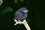 Black robin | Karure. Juvenile. Rangatira Island, Chatham Islands, February 2004. Image © Department of Conservation (image ref: 10057190) by Don Merton, Department of Conservation.