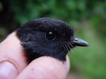 Black robin | Karure. Close up of adult head and bill, natural light. Rangatira Island, February 2009. Image © Graeme Taylor by Graeme Taylor.