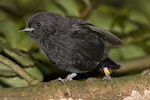 Black robin | Karure. Adult. Rangatira Island, Chatham Islands, January 2011. Image © Art Polkanov by Art Polkanov.