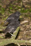 Black robin | Karure. Adult pair. Rangatira Island, Chatham Islands, January 2011. Image © Art Polkanov by Art Polkanov.