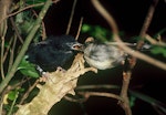 Black robin | Karure. Fledgling being fed by female Chatham Island tomtit cross-foster parent. Rangatira Island, Chatham Islands, January 1984. Image © Colin Miskelly by Colin Miskelly.