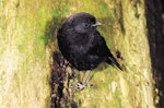 Black robin | Karure. Juvenile. Rangatira Island, Chatham Islands, February 2004. Image © Department of Conservation by Don Merton.