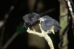 Black robin | Karure. Adult (left) feeding fledgling. Rangatira Island, Chatham Islands, January 2000. Image © Department of Conservation (image ref: 10046868) by Don Merton, Department of Conservation.