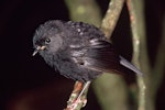 Black robin | Karure. Juvenile. Rangatira Island, Chatham Islands, February 2004. Image © Department of Conservation (image ref: 10054746) by Don Merton, Department of Conservation.