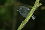 Black robin | Karure. Juvenile. Rangatira Island, February 2010. Image © David Boyle by David Boyle.