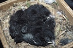 Black robin | Karure. 14-day-old chicks in nest box. Rangatira Island, Chatham Islands, January 1987. Image © Department of Conservation by Don Merton.