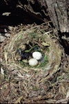 Black robin | Karure. Nest with 2 eggs. Mangere Island, Chatham Islands, January 1981. Image © Department of Conservation (image ref: 10047925) by Rod Morris, Department of Conservation.