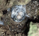 Black robin | Karure. Nest with 2 eggs concealed in Chatham Island akeake stump. Little Mangere Island, Chatham Islands, December 1975. Image © Department of Conservation (image ref: 10045548) by Rod Morris, Department of Conservation.