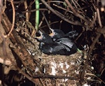 Black robin | Karure. Chicks nearly ready to fledge. Rangatira Island, Chatham Islands, February 2004. Image © Department of Conservation (image ref: 10054751) by Don Merton, Department of Conservation.