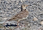 Eurasian skylark | Kairaka. Adult. Cape Kidnappers, November 2009. Image © Dick Porter by Dick Porter.