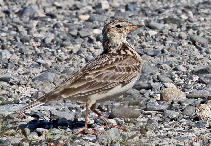 Eurasian skylark | Kairaka. Adult. Cape Kidnappers, November 2009. Image © Dick Porter by Dick Porter.