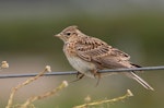 Eurasian skylark | Kairaka. Adult perched on fencewire, showing extended hallux nails. Waitangi, Napier, November 2013. Image © Adam Clarke by Adam Clarke.