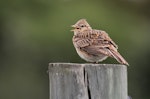 Eurasian skylark | Kairaka. Adult singing from rural fencepost. Waitangi, Napier, November 2013. Image © Adam Clarke by Adam Clarke.