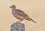 Eurasian skylark | Kairaka. Adult. Cape Kidnappers, January 2010. Image © Dick Porter by Dick Porter.