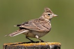 Eurasian skylark | Kairaka. Adult. Motueka coastal walkway, November 2018. Image © Rob Lynch by Rob Lynch.