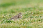 Eurasian skylark | Kairaka. Adult calling from ground. Kaikoura, Canterbury, September 2011. Image © Neil Fitzgerald by Neil Fitzgerald.