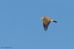 Eurasian skylark | Kairaka. Adult singing in flight. Miranda, Waikato, August 2005. Image © Neil Fitzgerald by Neil Fitzgerald.