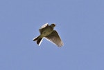 Eurasian skylark | Kairaka. Adult flying and singing. Nelson sewage ponds, September 2015. Image © Rebecca Bowater by Rebecca Bowater FPSNZ AFIAP.