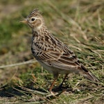 Eurasian skylark | Kairaka. Adult. Waikanae River estuary, September 2017. Image © Roger Smith by Roger Smith.