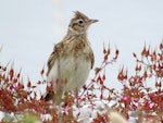 Eurasian skylark | Kairaka. Adult with crest up. Miranda, November 2016. Image © Scott Brooks (ourspot) by Scott Brooks.