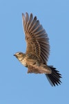 Eurasian skylark | Kairaka. Adult in flight. October 2018. Image © Rob Lynch by Rob Lynch.