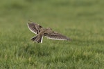 Eurasian skylark | Kairaka. In flight showing dorsal surface. Waipapa Point, Southland, August 2017. Image © Glenda Rees by Glenda Rees.