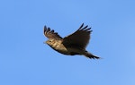 Eurasian skylark | Kairaka. Adult. Wanganui, August 2012. Image © Ormond Torr by Ormond Torr.