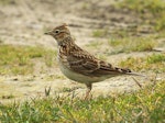 Eurasian skylark | Kairaka. Adult with crest raised. Wanganui, August 2011. Image © Ormond Torr by Ormond Torr.