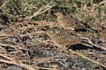 Eurasian skylark | Kairaka. Adult pair foraging among coastal grass. Waitangi, Napier, May 2015. Image © Adam Clarke by Adam Clarke.