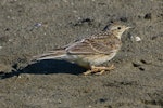 Eurasian skylark | Kairaka. Adult. Potts Road, Whitford. Image © Noel Knight by Noel Knight.