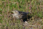 Eurasian skylark | Kairaka. Adult. Potts Road, Whitford. Image © Noel Knight by Noel Knight.