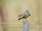 Eurasian skylark | Kairaka. Juvenile. Whitford, Auckland, February 2016. Image © Marie-Louise Myburgh by Marie-Louise Myburgh.