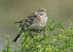 Eurasian skylark | Kairaka. Juvenile. Wanganui, January 2008. Image © Ormond Torr by Ormond Torr.