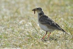 Eurasian skylark | Kairaka. Adult collecting food. Kaikoura Peninsula, January 2013. Image © Brian Anderson by Brian Anderson.