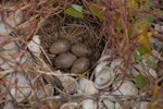 Eurasian skylark | Kairaka. Nest with 4 eggs. Miranda, November 2008. Image © Peter Reese by Peter Reese.