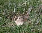 Eurasian skylark | Kairaka. Adult on nest. Birdlings Flat, Lake Ellesmere, October 1958. Image © Department of Conservation (image ref: 10030617) by Peter Morrison, Department of Conservation.