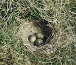 Eurasian skylark | Kairaka. Nest with 3 eggs. Birdlings Flat, Lake Ellesmere, October 1958. Image © Department of Conservation (image ref: 10030616) by Peter Morrison, Department of Conservation.