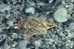 Eurasian skylark | Kairaka. Fledgling. Lake Tekapo, December 1985. Image © Department of Conservation (image ref: 10032289) by Rod Morris, Department of Conservation.