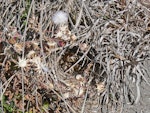 Eurasian skylark | Kairaka. Nest with three eggs. Moana Roa, November 2010. Image © Peter Frost by Peter Frost.