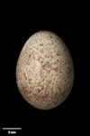 Eurasian skylark | Kairaka. Egg 22.5 x 16.6 mm (NMNZ OR.015292, collected by Frederich-Carl Kinsky). Whakaki, Wairoa, October 1952. Image © Te Papa by Jean-Claude Stahl.