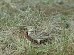 Eurasian skylark | Kairaka. Adult at nest containing chicks. Birdlings Flat, Lake Ellesmere, October 1958. Image © Department of Conservation (image ref: 10030618) by Peter Morrison, Department of Conservation.