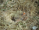 Eurasian skylark | Kairaka. Chicks in nest. Birdlings Flat, Lake Ellesmere, October 1957. Image © Department of Conservation (image ref: 10036482) by Peter Morrison, Department of Conservation.