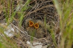 Eurasian skylark | Kairaka. Three chicks in nest. Miranda, Firth of Thames, November 2013. Image © Bartek Wypych by Bartek Wypych.