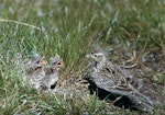 Eurasian skylark | Kairaka. Adult at nest with chicks. Birdlings Flat, Lake Ellesmere, September 1959. Image © Department of Conservation (image ref: 10030615) by Peter Morrison. Department of Conservation.