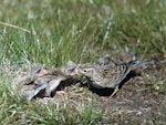 Eurasian skylark | Kairaka. Adult feeding chicks at nest. Birdlings Flat, Lake Ellesmere, September 1959. Image © Department of Conservation (image ref: 10037625) by Peter Morrison, Department of Conservation.